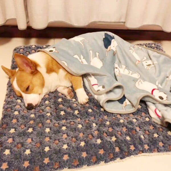 Soft flannel pet bed for small to large dogs, warm and cozy for cats and perfect for puppies with pillow and soft blanket. - Image 3